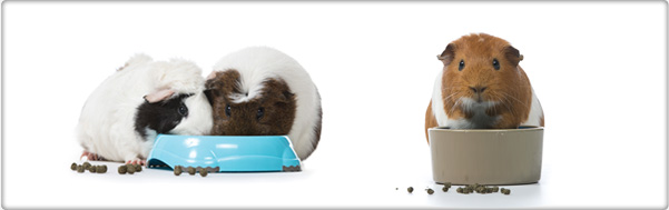 TROVET guinea pig