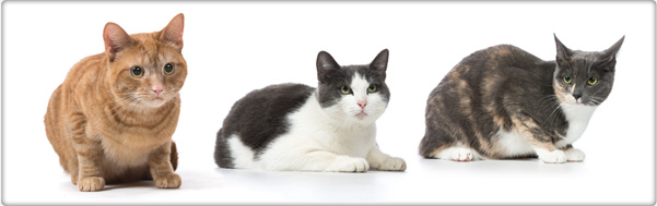 TROVET supplementen voor katten