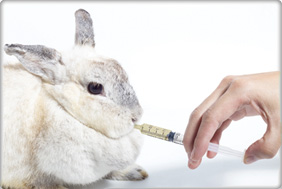 Ook Crimineel afdeling Recovery nutrition for rabbits - TROVET